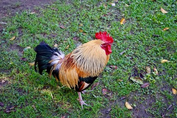 Stehender Hahn in Lissabon