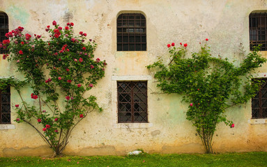 Fototapeta na wymiar Red roses growing against an historic building in north east Italy