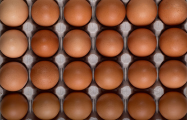 Many brown chicken eggs in the nests of the carton