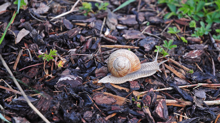 edible snail creeping over bark mulch © Carmen Hauser