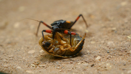 Bugs, cockroaches (close up view) Closeup little Madagascar cockroach is sitting on a large cockroach on a green leaves background. Closeup three Madagascar cockroaches on a stone on the green.