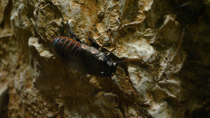 Bugs, cockroaches (close up view) Closeup little Madagascar cockroach is sitting on a large cockroach on a green leaves background. Closeup three Madagascar cockroaches on a stone on the green.