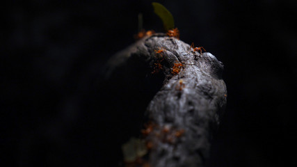 Team of ants work constructing house, teamwork. Team of ants work constructing wooden house with matches, teamwork , Ant action standing, constructing bridge . 