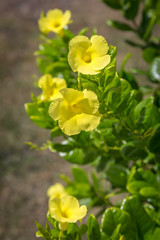 Yellow pentalinon luteum flowers growing on the Caribbean island of Antigua