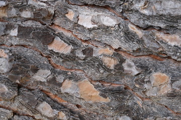 South of France - Closeup of the bark of a trunk of a pine tree