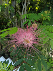 Beautiful flowers nature Key West Florida outdoor beauty