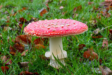 Fly Agaric Toadstolls, growing in wet grass with autumn leaves
