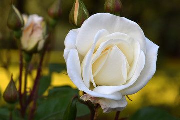White Bouquet Rosebud 01