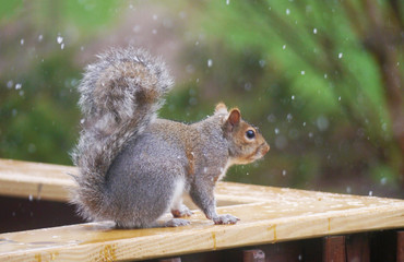 Grey squirrel on the fence while it is snowing