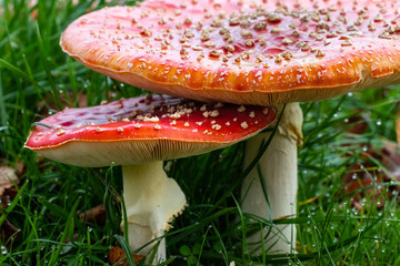 Fly Agaric Toadstolls, growing in wet grass with autumn leaves