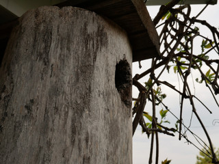 bird house
