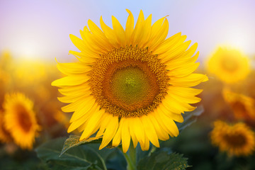 sunflower in the field