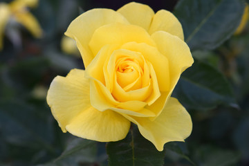 Sunsprite Yellow Rose 01