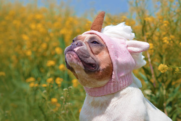 Funny red pied colored French Bulldog dog dressed up with funny pink unicorn wool hat in front of...