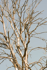 dry tree branches against the sky