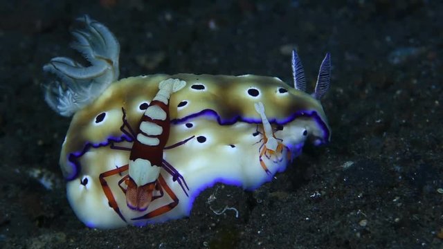 Underwater symbiosis - nudibranch/sea slug and shrimps live together. Underwater video. Tulamben, Bali, Indonesia.