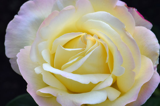 Yellow Peace Rose