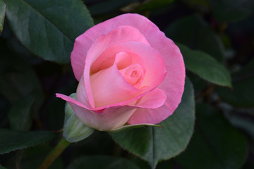 Pink Gemini Rosebud 02
