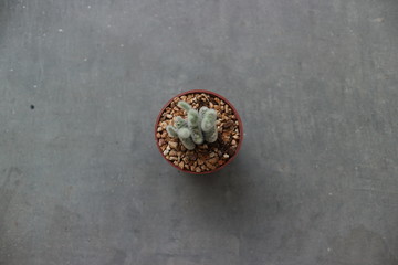 Lonely Cactus 