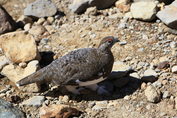 立山のライチョウ