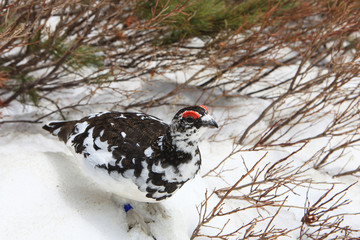 立山のライチョウ（オス）
