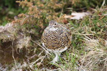立山のライチョウ（メス）