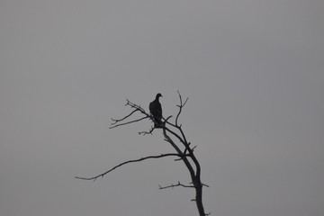 Wild sitting bird in the nature place 