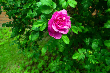 beautiful flowers grow in our garden