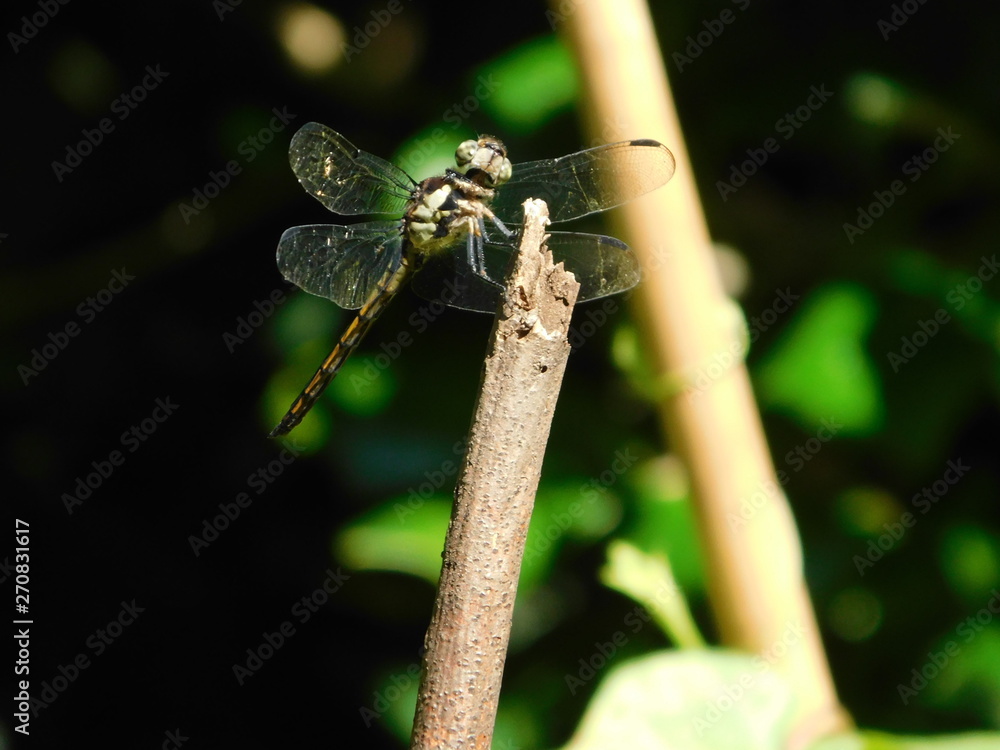 Wall mural dragonfly in the garden