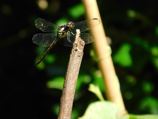 dragonfly in the garden