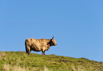 Highland Cow in the Isle of Skye