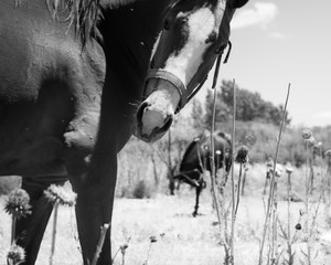 Close up of horse in black and white photography. 