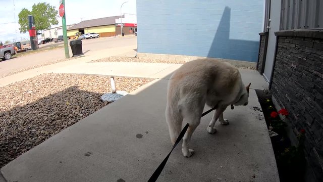 Dog on a leach tied up outside a corner store in the shade on a sunny day, ( 4K footage )