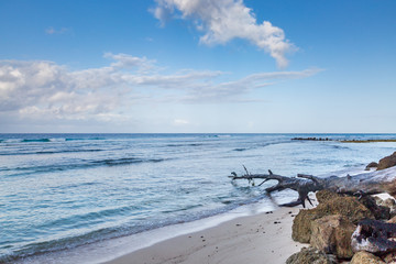 A fallen tree trunk on  a sandy beach, on the Caribbean Island of Barbados