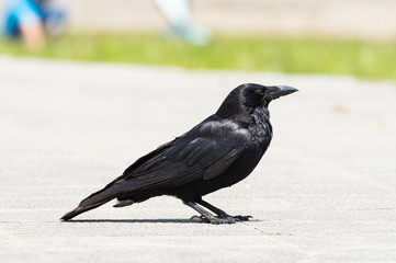 カラス