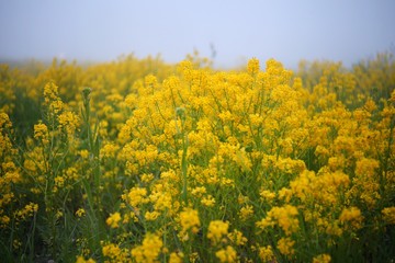 Obraz premium Yellow field Flowers at the foggy garden or park in the spring cloudy foggy day.