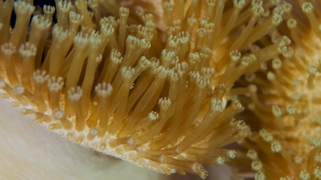 Closeup of soft corals polyps Leather Soft Mushroom (Sarcophyton glaucum). Macro 3: 1,  underwater shots