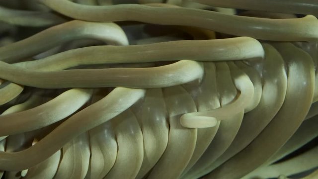 Closeup of the tentacle sea anemone. Super macro 2:1, Underwater shots