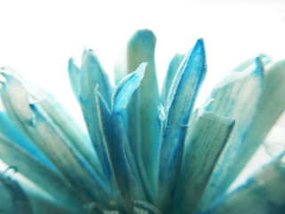 Fototapeta premium Backlit macro shot photo of a dried fake colored paper flower