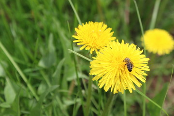 Bee collects nectar from a yellow dandelion