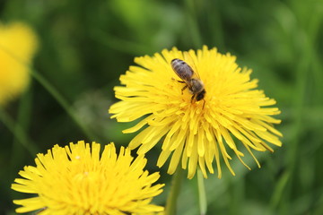 Bee collects nectar from a yellow dandelion