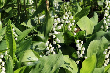 Obraz premium Spring flower lily of the valley white listed in the red book of Russia