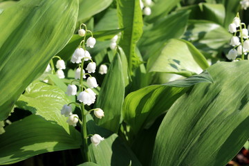 Fototapeta premium Spring flower lily of the valley white listed in the red book of Russia