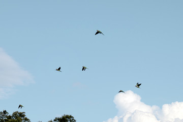 birds