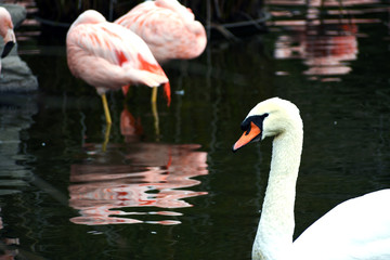 White Swan swimming 