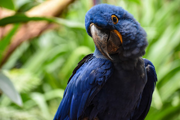Portrait of blue Macaw on green background