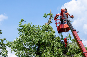Tree pruning and sawing by a man with a chainsaw standing on the platform of a mechanical chairlift.