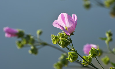 flower and blue sky
