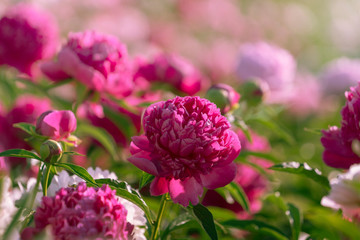Blooming pink peonies in the garden