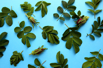 Texture leaves and buds of wild rose flowers on a blue background